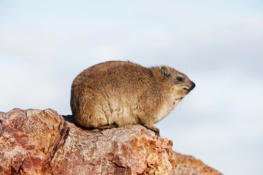 Rock Hyrax or Cape Hyrax, procavia capensis, Adult standing on Rocks, Hermanus in South Africa