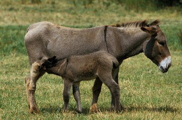 French Grey Donkey, Jenny and Foal suckling