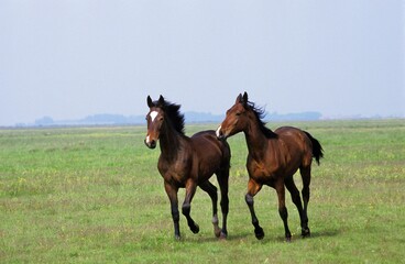 Nonius Horses in Puszta, Hungary