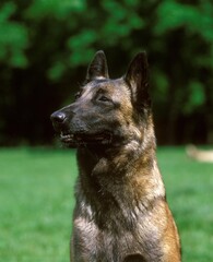 Malinois or Belgian Shepherd Dog, Portrait of Adult
