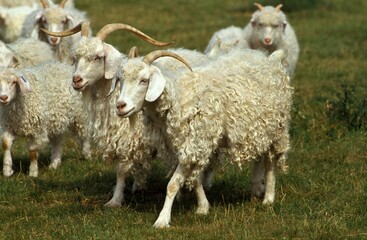 Obraz premium Angora Goat, Breed Producing Mohair Wool