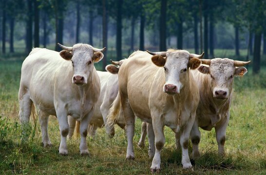 Charolais Cattle, a French Breed, Herd