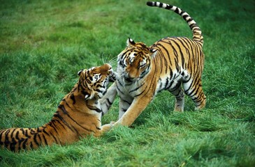 Obraz premium Siberian Tiger, panthera tigris altaica, Male and Female