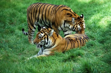 Fototapeta na wymiar Siberian Tiger, panthera tigris altaica, Male and Female