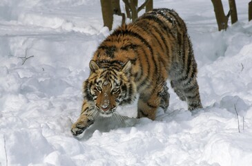 Siberian Tiger, panthera tigris altaica, Adult standing in Snow