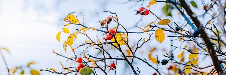 Beautiful panoramic autumn scenery with colorful leaves, berries and bokeh background