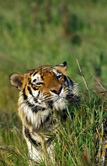 Siberian Tiger, panthera tigris altaica, Portrait of Adult