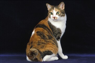 Japanese Bobtail Domestic Cat, Adult sitting against Black Background