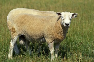 Texel Sheep, Adults standing on Grass