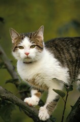 Obraz premium Domestic Cat, Adult standing in Tree