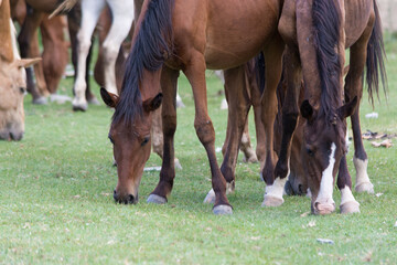 The horse is eating grass. Horse breakfast. Grazing.