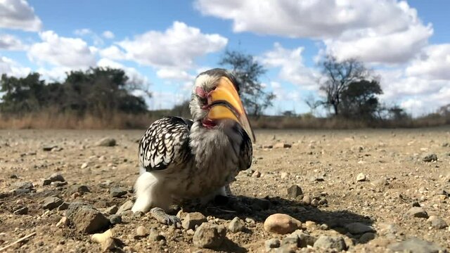A close full body shot of a Southern Yellow-billed Hornbill swallowing food and shaking its head afterwards.