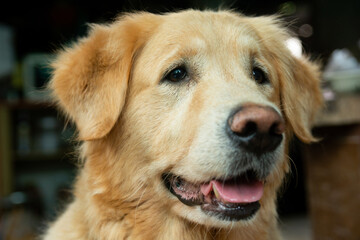 Closeup portrait of Golden retriever dog
