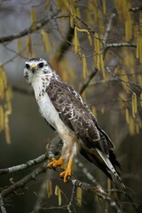 Common Buzzard, buteo buteo, Adult standing on Branch, Normandy