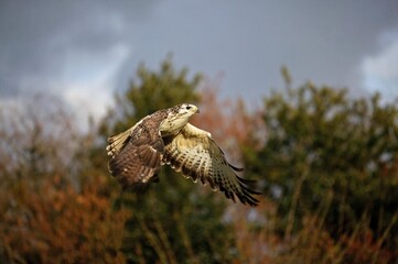 Common Buzzard, buteo buteo, Adult in Flight, Normandy