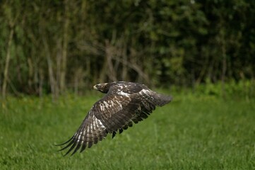 Common Buzzard, buteo buteo, Adult in Flight, Normandy