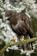 Common Buzzard, buteo buteo, Adult standing on Branch, Normandy