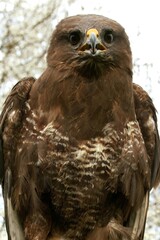 Common Buzzard, buteo buteo, Adult, Normandy