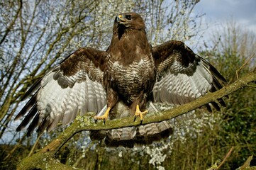 Common Buzzard, buteo buteo, Adult Taking off from Branch, Normandy
