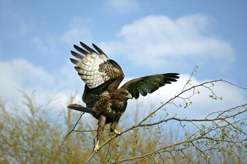 Common Buzzard, buteo buteo, Adult Taking off from Branch, Normandy