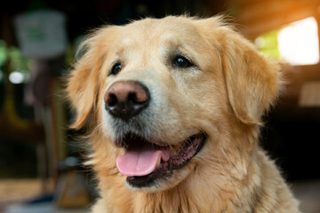 Closeup portrait of Golden retriever dog