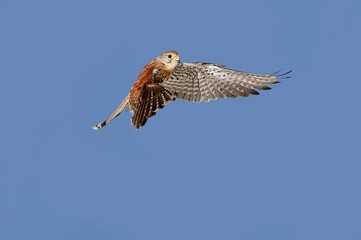 Common Kestrel, falco tinnunculus, Adult in Flight against Blue Sky
