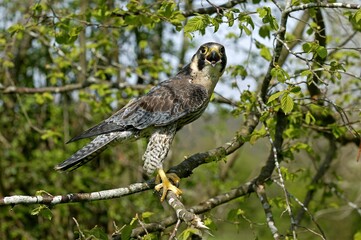 Peregrine Falcon, falco peregrinus, Adult standing on Branch, Calling