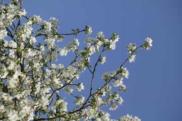 Blooming Cherry Tree, prunus cerasus, Normandy