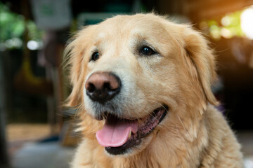 Closeup portrait of Golden retriever dog