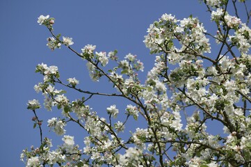 Blooming Cherry Tree, prunus cerasus, Normandy
