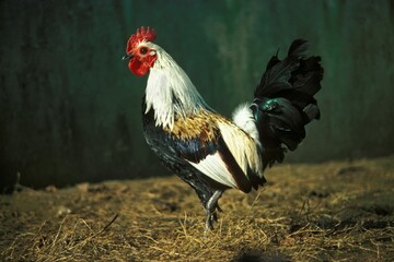Ardennaise Argentee Cockerel, a Belgian Breed