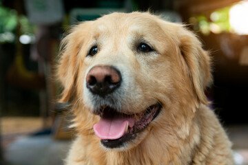 Closeup portrait of Golden retriever dog