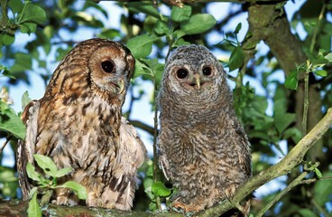 Eurasian Tawny Owl, strix aluco, Adult with Young, Normandy