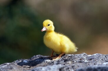 Muskovy Duck, cairina moschata, Duckling