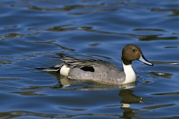 Northern Pintail, anas acuta, Male standing in Pond, Normandy