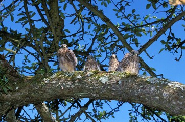 Common Kestrel, falco tinnunculus, Youngs near Nest