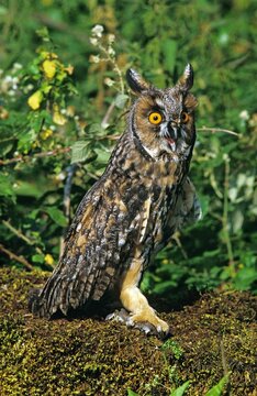 Long Eared Owl, asio otus, Adult with a Kill, a Young Garden Dormouse