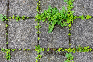 seamless image of weeds between concrete tiles texture - obrazy, fototapety, plakaty