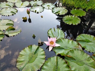 pink water lilies