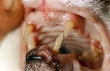 Domestic Cat, Close up of the Mouth showing Teeth