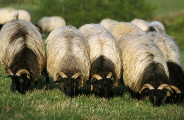 Sheep called Manech a Tete Noire, a French Breed, Herd eating Grass
