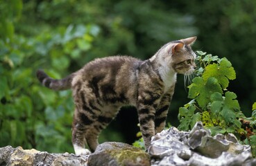 American Wirehair Domestic Cat, Adult standing on Wall