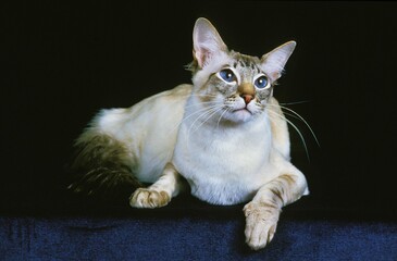 Balinese Domestic Cat, Adult laying against Black Background