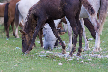 The foal is eating grass. The foal is grazing.