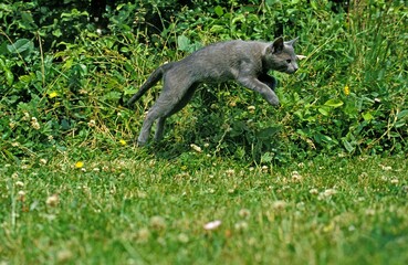Russian Blue Domestic Cat, Kitten Leaping