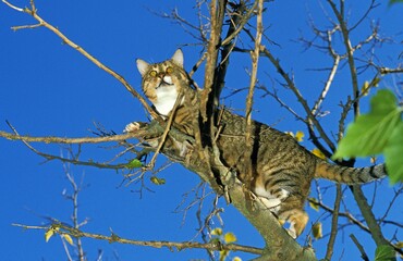 Domestic Cat, Adult standing in Tree