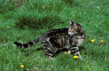 Brown Tabby Domestic Cat, Adult standing on Grass
