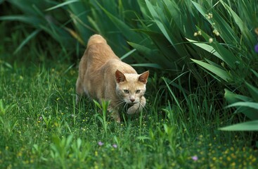 Domestic Cat, Adult hunting on Grass