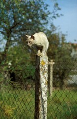 Lilac Burmese Domestic Cat, Adult standing on Post