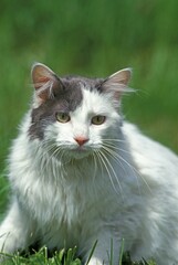 Angora Domestic Cat, Adult standing on Grass